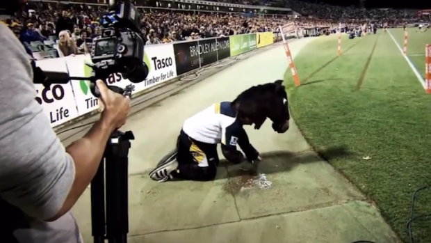 Brumby Jack is in all sorts.