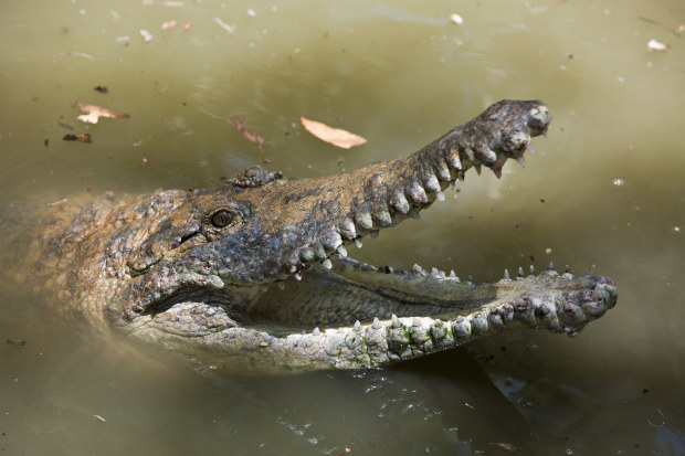 The crocodile-infested Fitzroy River in Rockhampton will be the site for rowing events at Brisbane 2032.