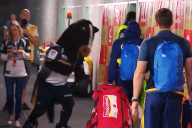 Brumby Jack is in all sorts.